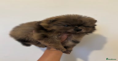 Pomeranian dogs ✨ PERFECT ✨ POMERANIANS with free delivery 🚚 ❤️ - Advert 12