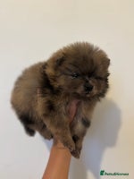 Pomeranian dogs ✨ PERFECT ✨ POMERANIANS with free delivery 🚚 ❤️ - Advert 4