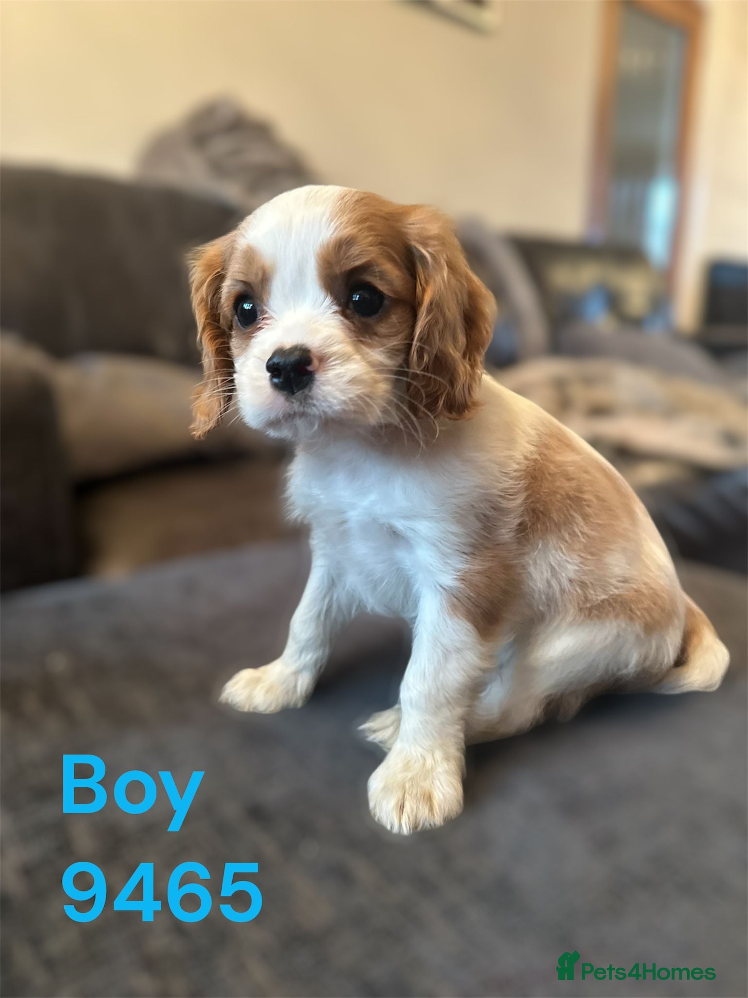 Cavalier King Charles Spaniel dogs cavalier king charles pups DNA TESTED  - Advert 1