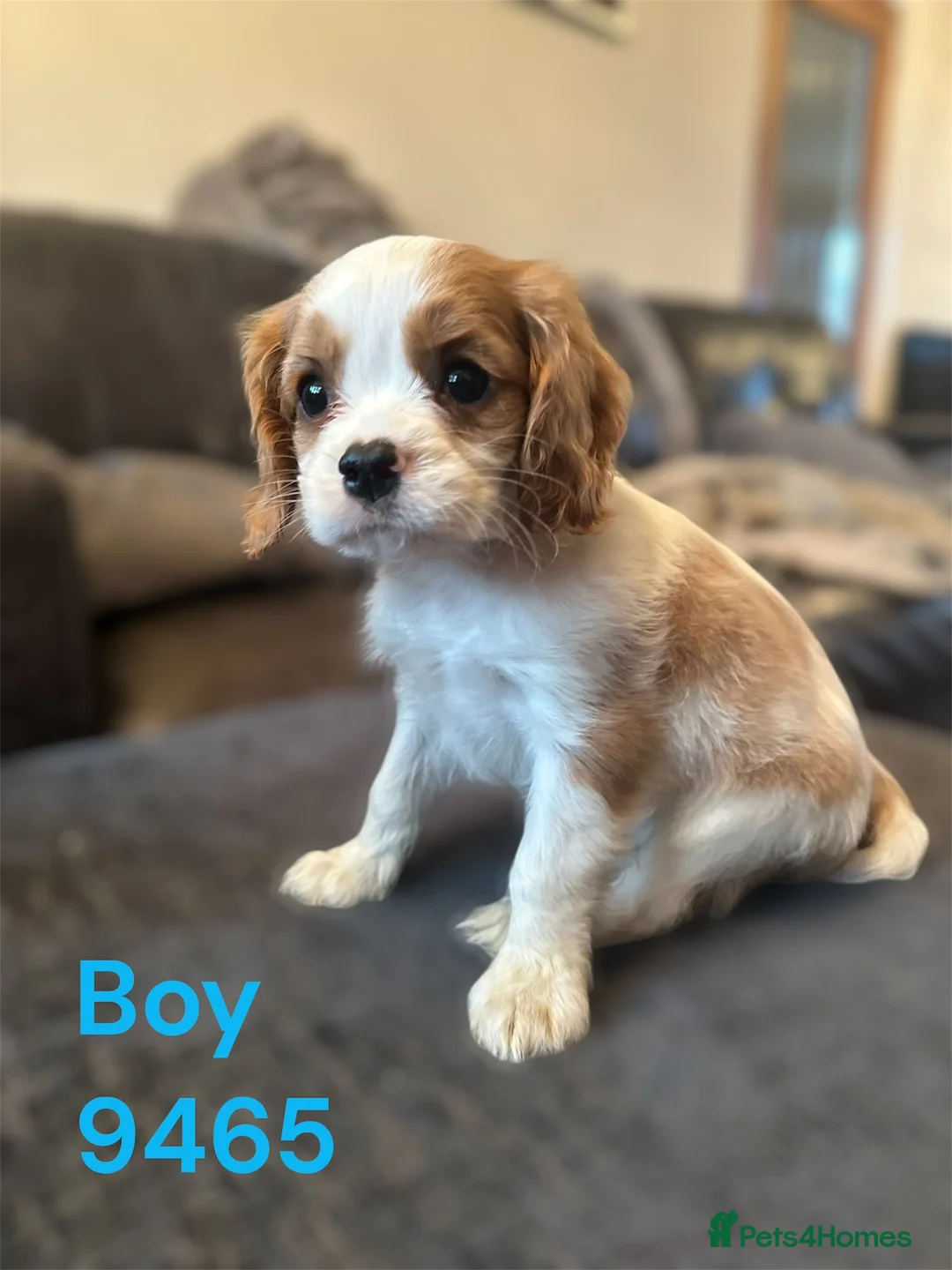 Cavalier King Charles Spaniel dogs for sale: cavalier king charles pups DNA TESTED  - Advert 1