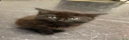 Mixed Breed cats for sale: Two kittens  in Bolton - Advert 2