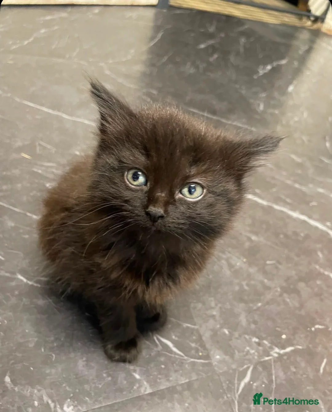 Mixed Breed cats for sale: Two kittens  in Bolton - Advert 2