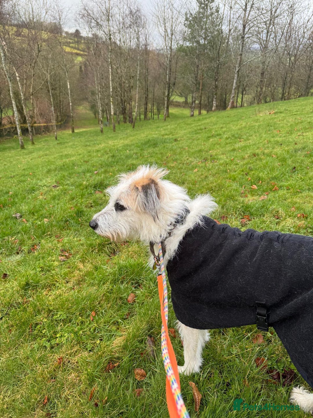 Lurcher dogs for adoption: KALLIE-friendly&playful girl/loves dogs/energetic - Advert 6