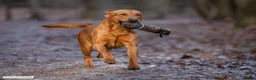 Labrador Retriever dogs for sale: 3 Labrador puppies for sale from Drakeshead lines  - Advert 3