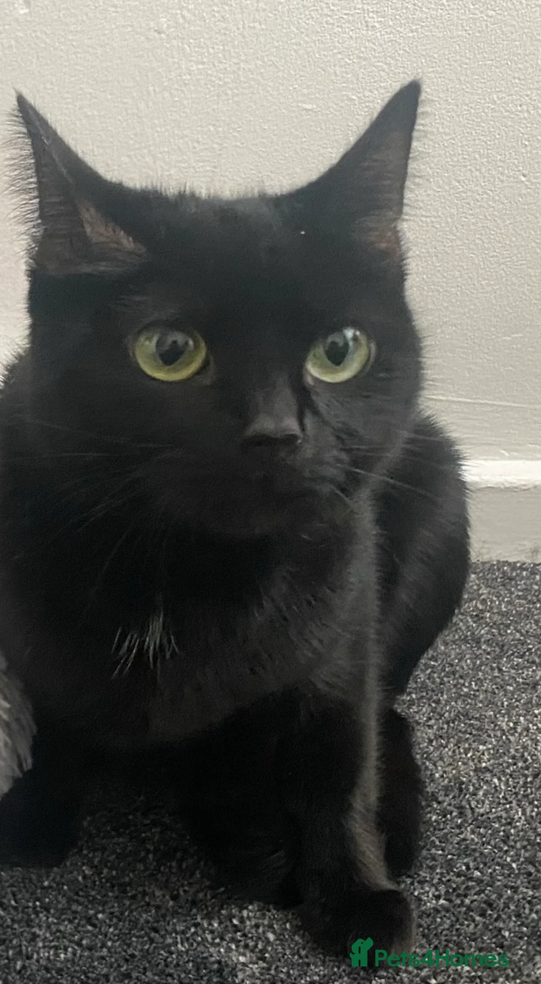 Mixed Breed cats for sale: 2 Adorable Male Kittens Ready For Their New Home🏡 - Advert 10