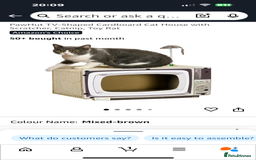 Mixed Breed cats for sale: Grey female kitten - Image 6