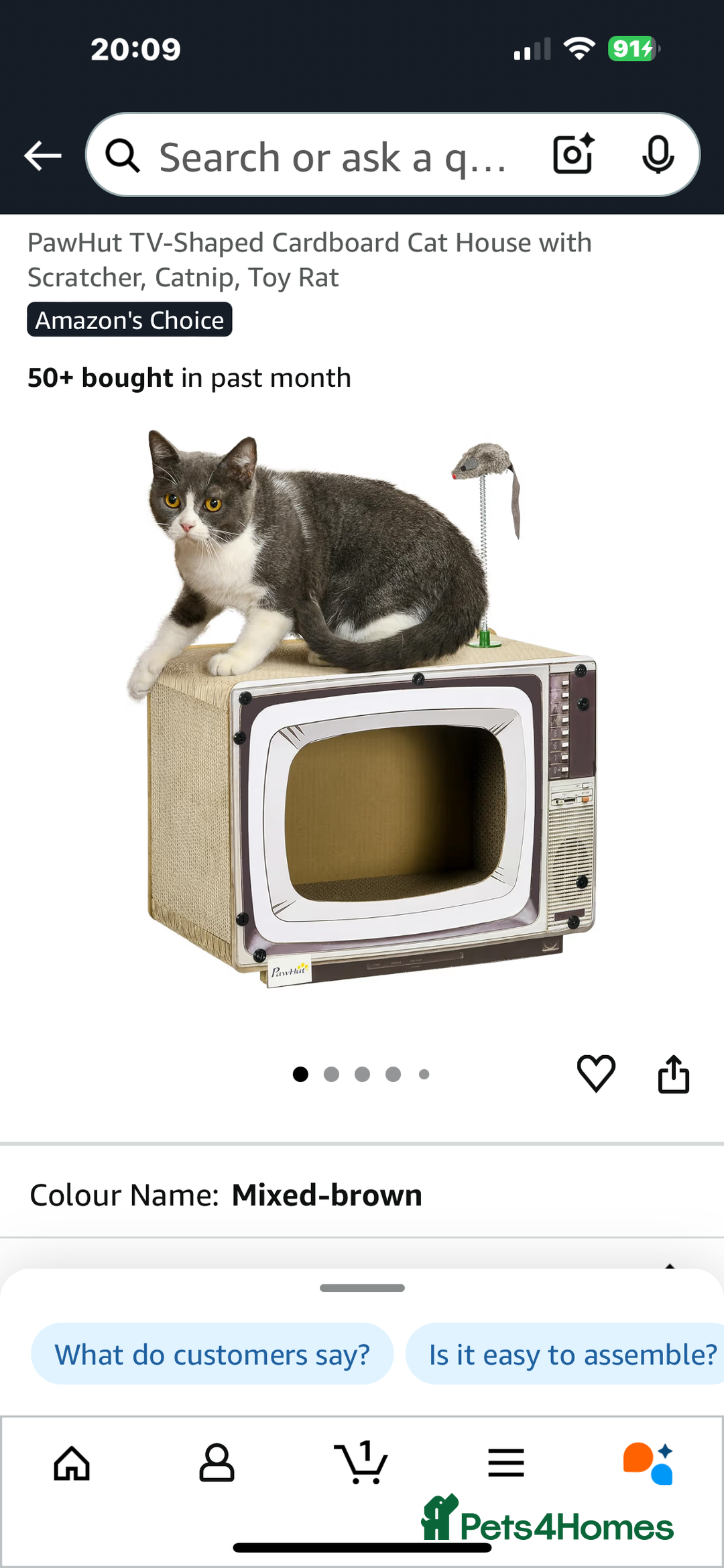 Mixed Breed cats for sale: Grey female kitten - Image 6