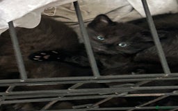 Mixed Breed cats for sale: 5 black male kittens ready now  - Image 5