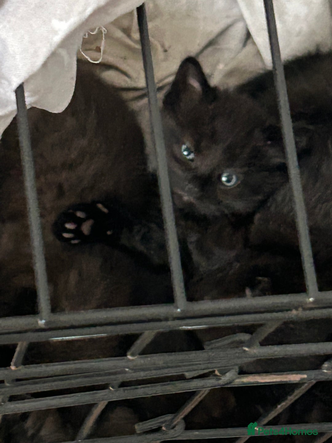 Mixed Breed cats for sale: 5 black male kittens ready now  - Image 5