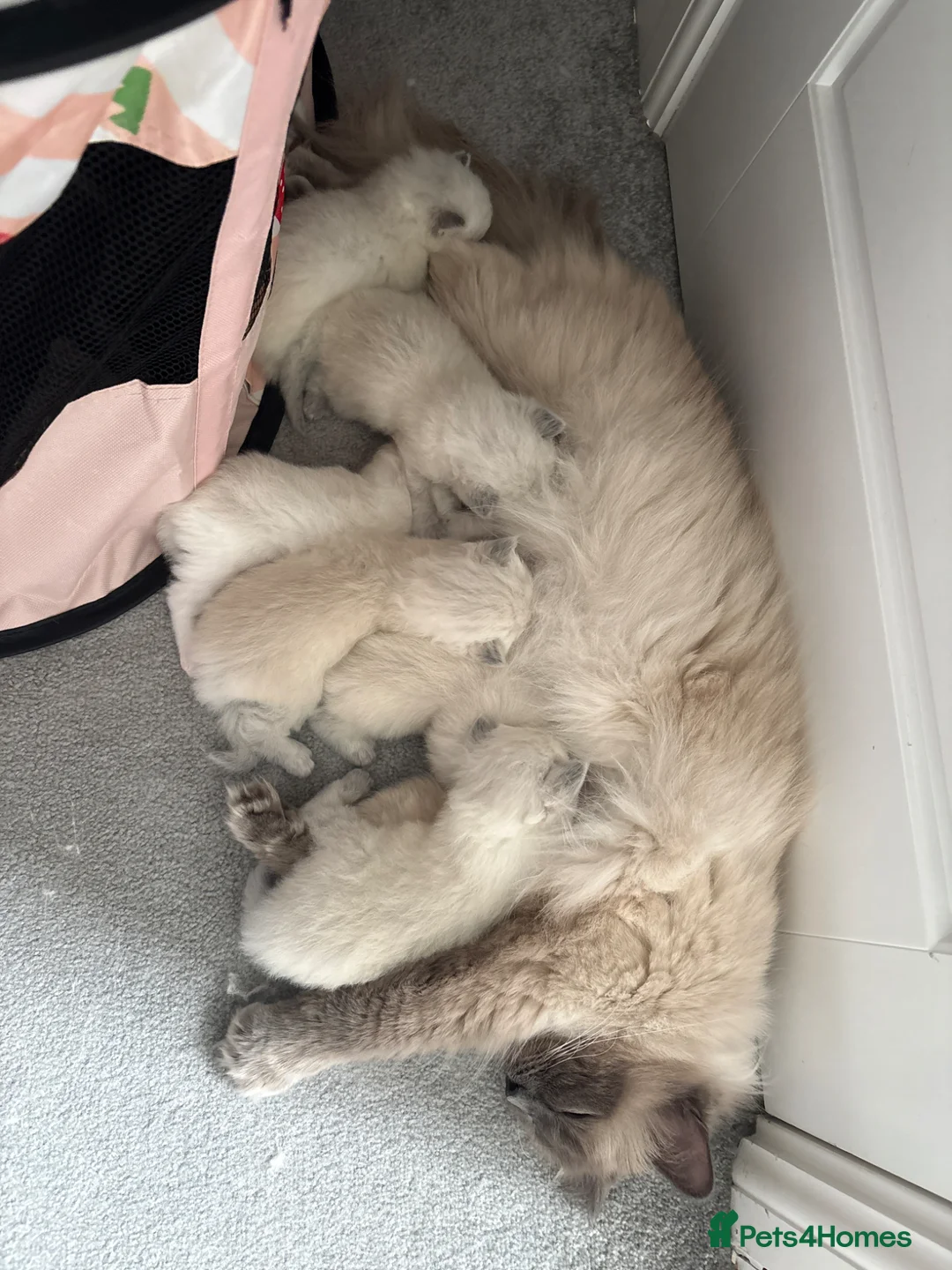 Ragdoll cats for sale: 6 ragdoll kittens  - Advert 1