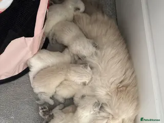 Ragdoll cats 6 ragdoll kittens - Advert 5