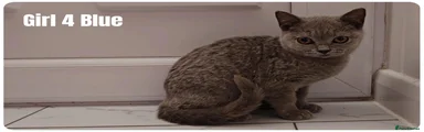 British Shorthair