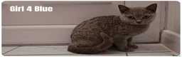 British Shorthair cats for sale: British Blue & Munchkin Kittens & Scottish Fold - Advert 9