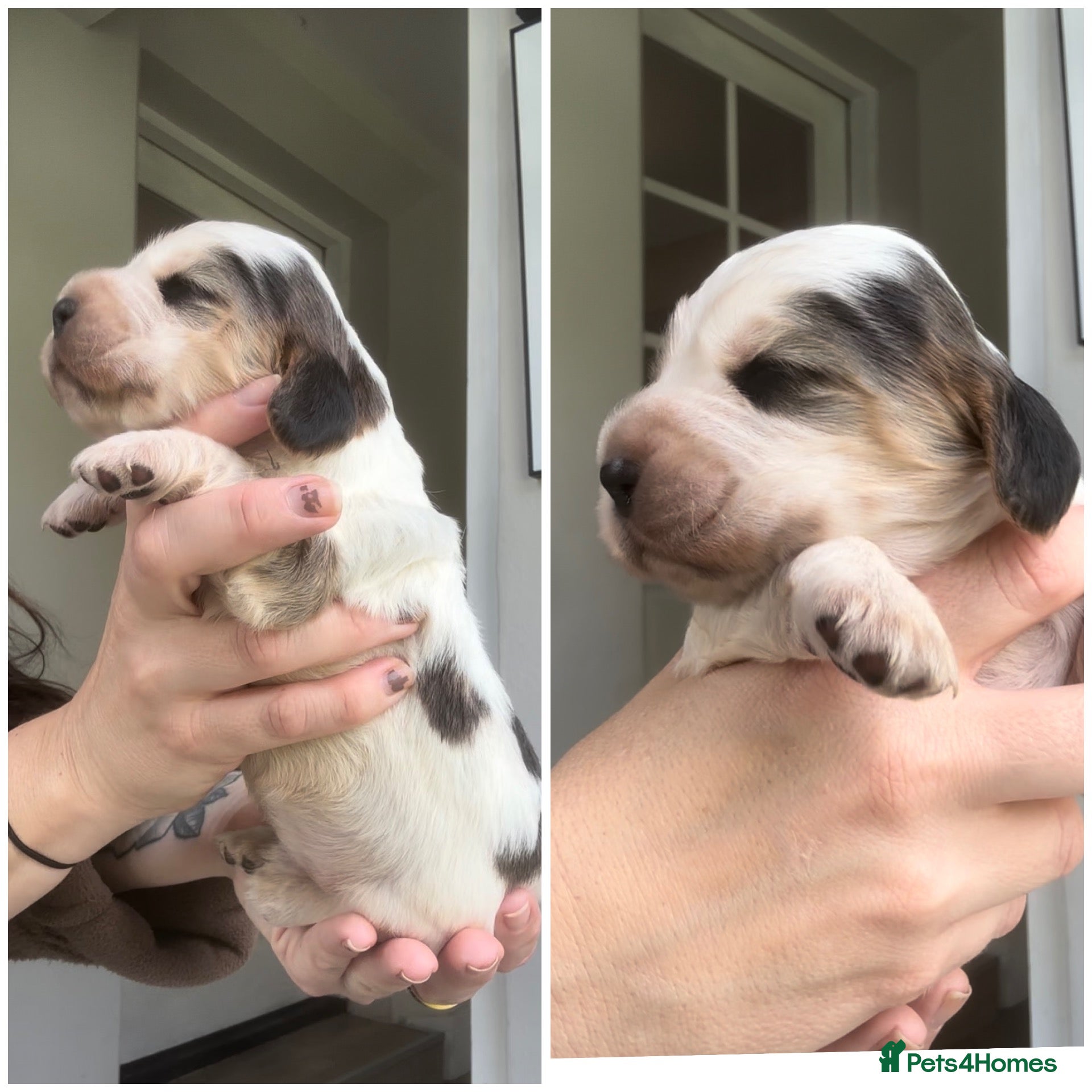 Cocker Spaniel dogs 🤎 2 Sable Show cocker girls - Advert 1