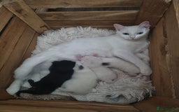Turkish Angora cats for sale: Turkish angora mix - Image 1