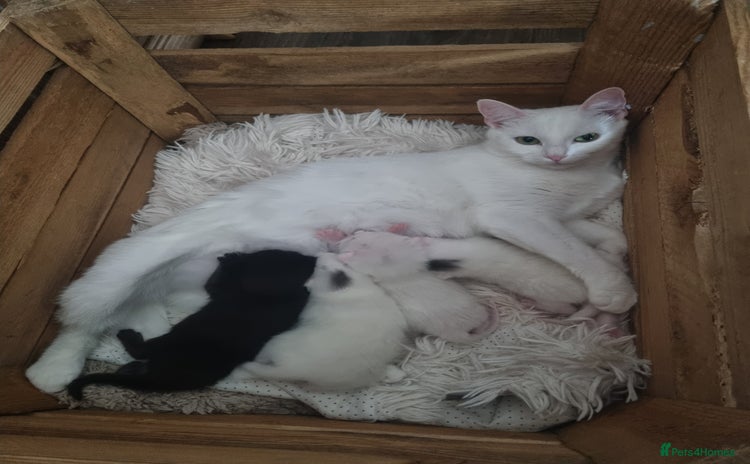 Turkish Angora cats - Advert 1