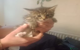 Bengal cats for sale: 2 boy and 2 girls  - Image 20