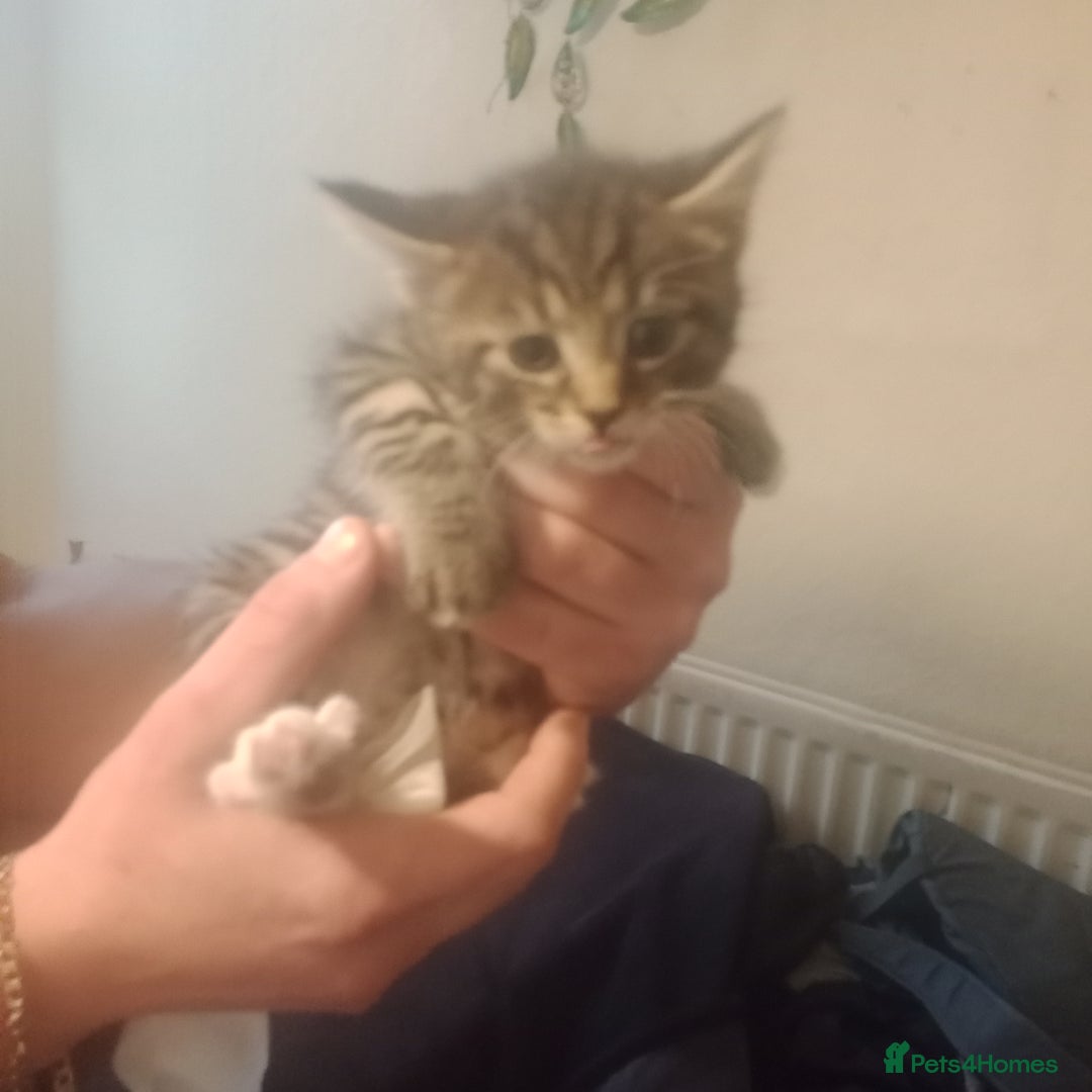 Bengal cats for sale: 2 boy and 2 girls  - Image 20