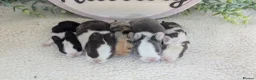 Mini Lop rabbits for sale: Mini lop litter waiting list open - Advert 1
