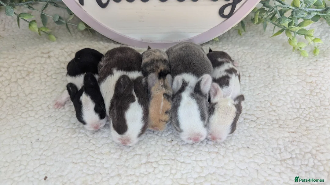 Mini Lop rabbits for sale: Mini lop litter waiting list open - Advert 1