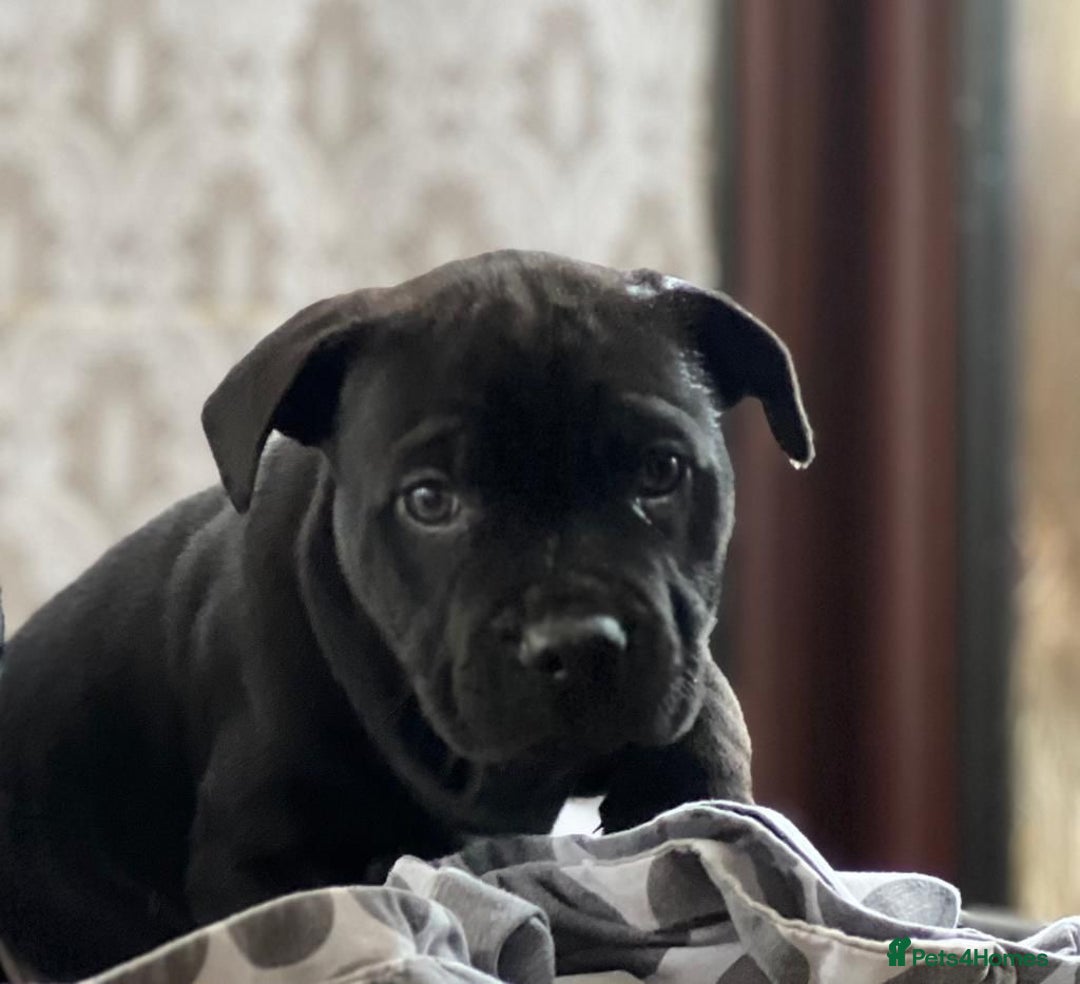 Staffordshire Bull Terrier dogs for sale: Stunning Staffordshire bull terrier puppy - Advert 7