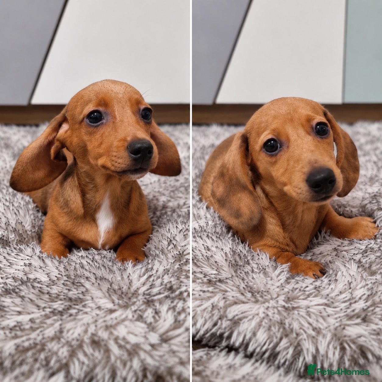Dachshund dogs 2 Beautiful miniature dachshund puppies  - Advert 6