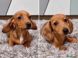 Dachshund dogs 2 Beautiful miniature dachshund puppies - Advert 6