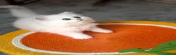 British Longhair cats for sale:  STUNNING RARE SILVER-GOLDEN BLH KITTENS AVAILABLE - Advert 8