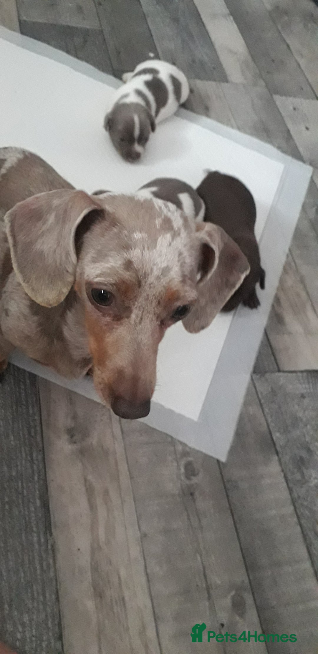 Chiweenie dogs for sale: Chiweenie puppies  - Advert 12