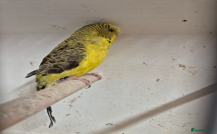 Budgerigars birds - Advert 14