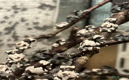 Frog reptiles for sale: Beautiful Amazon Milk Froglets  - Image 1