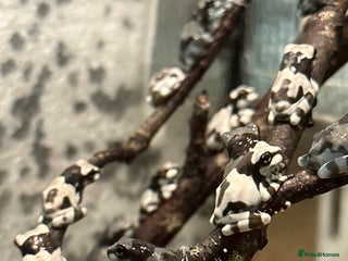 Frog reptiles - Advert 7