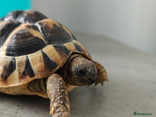 Hermann Tortoise reptiles Baby Hermann tortoises for sale in Gravesend - Advert 1