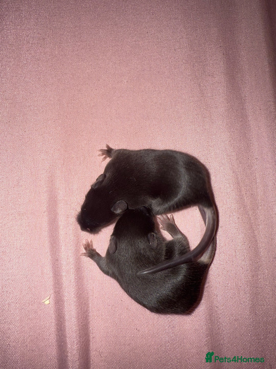 Mouse rodents for sale: Fancy mice 2 black males 6 females - Advert 5