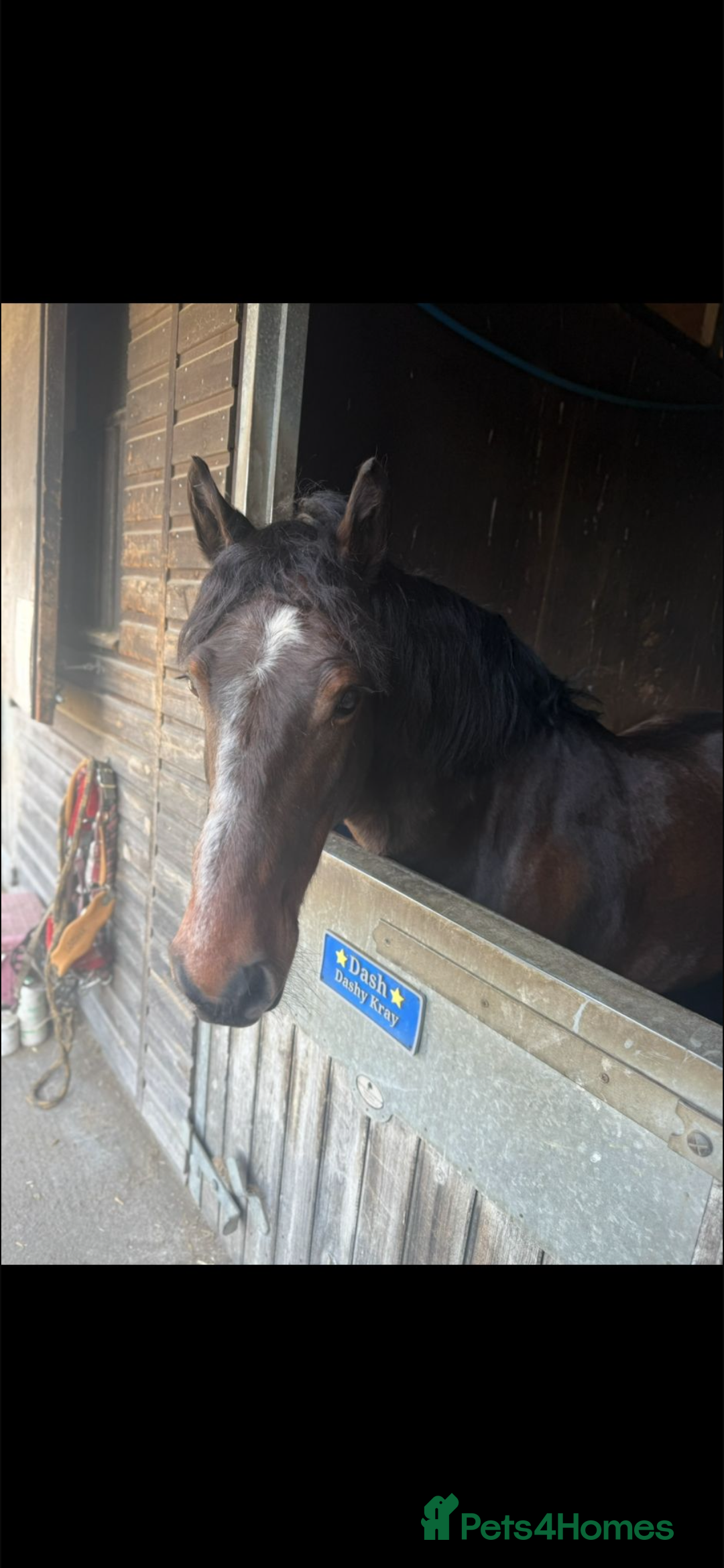 New Forest horses for sale: Dash - looking for a loving home. - Advert 12