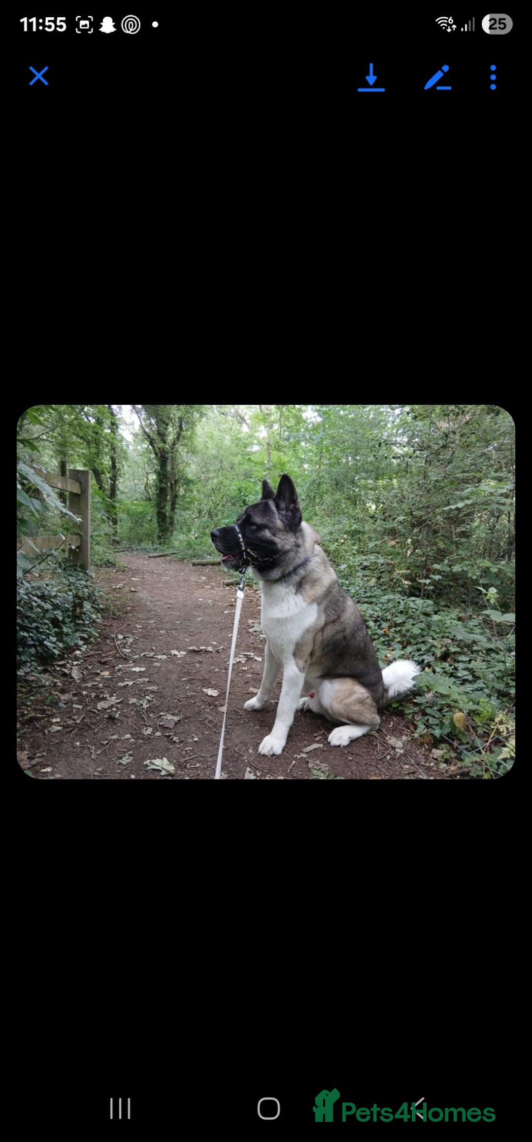 Akita dogs for sale: 🐾 American Akita Puppies for Forever Homes 🐾 - Image 38