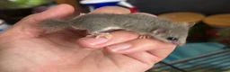 Mouse rodents for sale:  African pygmy door mouse mice (micro squirrels) - Advert 3