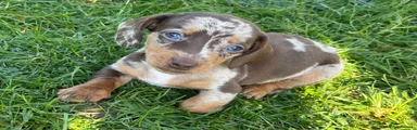 Dachshund Puppy 1