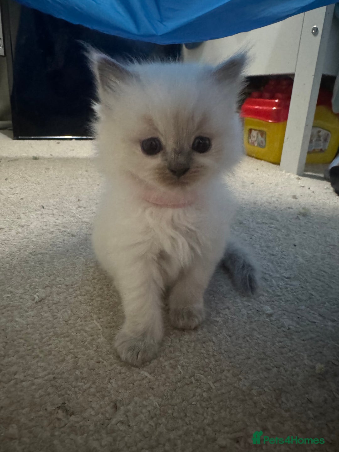 Ragdoll cats for sale: Purebred Ragdolls for sale - Advert 13