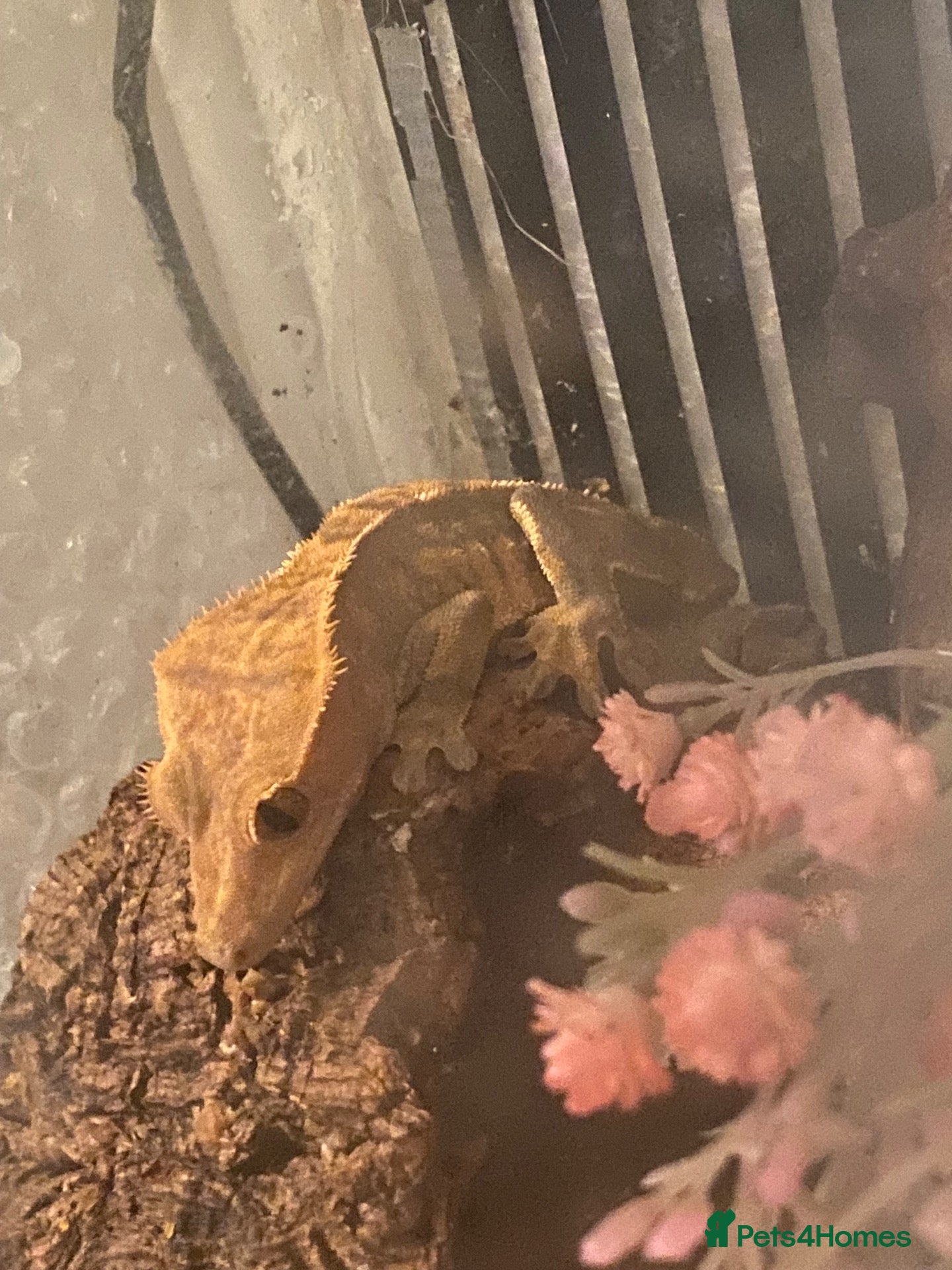 Gecko reptiles Crested gecko - Advert 2