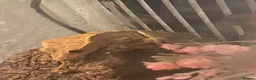Gecko reptiles for sale: Crested gecko in Wigan - Advert 1