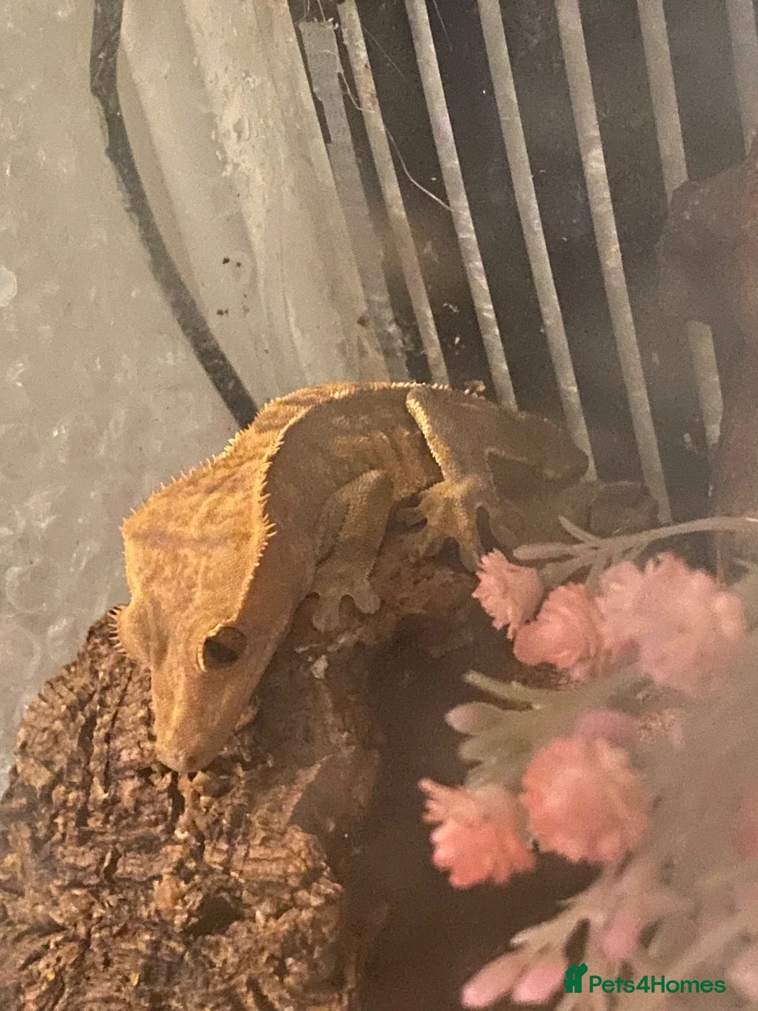 Gecko reptiles for sale: Crested gecko in Wigan - Advert 1