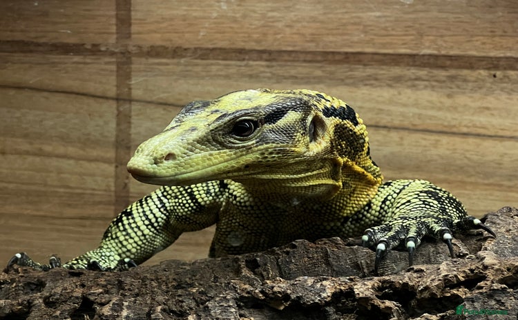 Monitor reptiles - Advert 1
