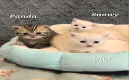 British Shorthair cats for sale: British shorthair babies  - Image 20