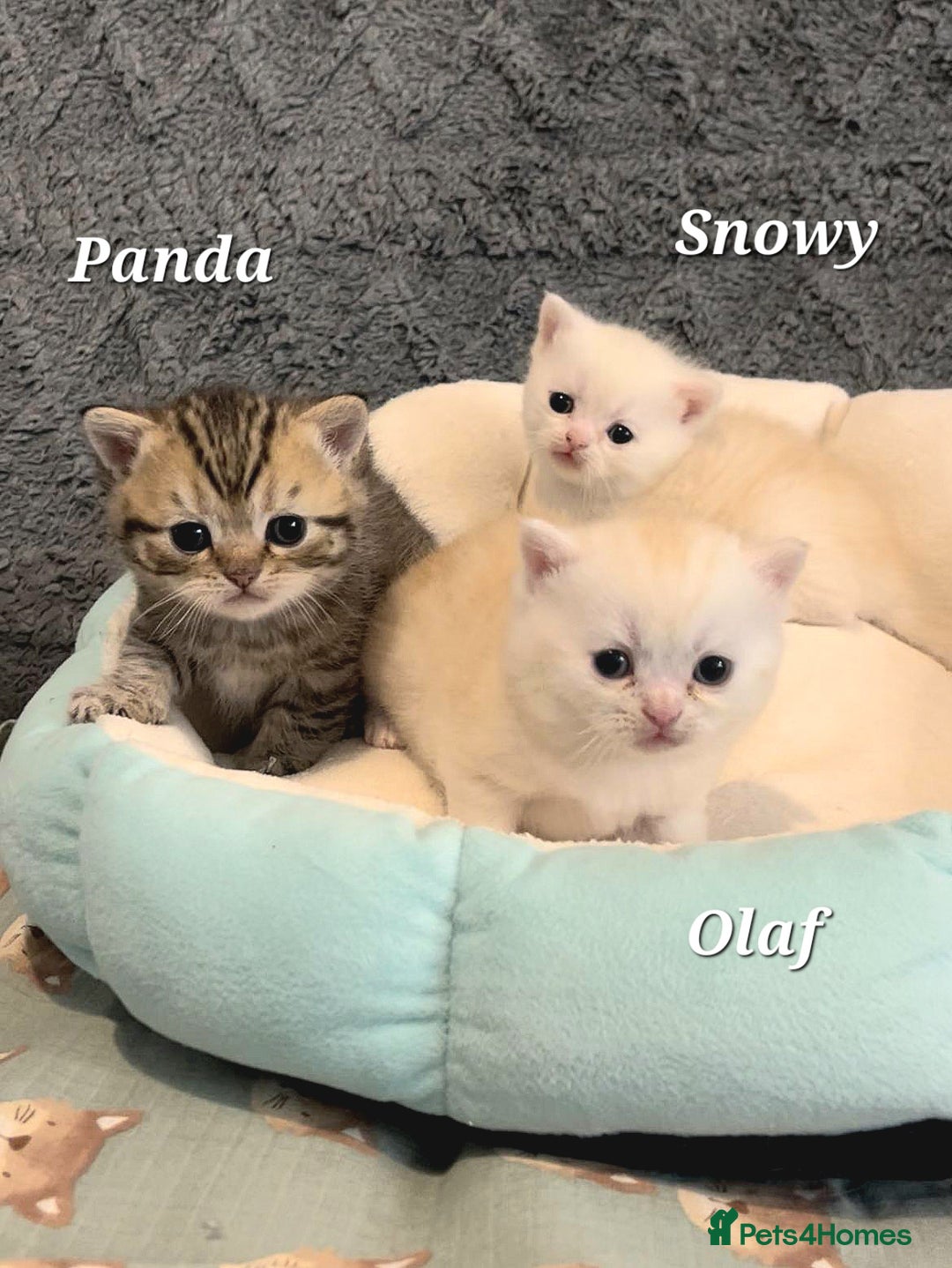 British Shorthair cats for sale: British shorthair babies  - Image 20