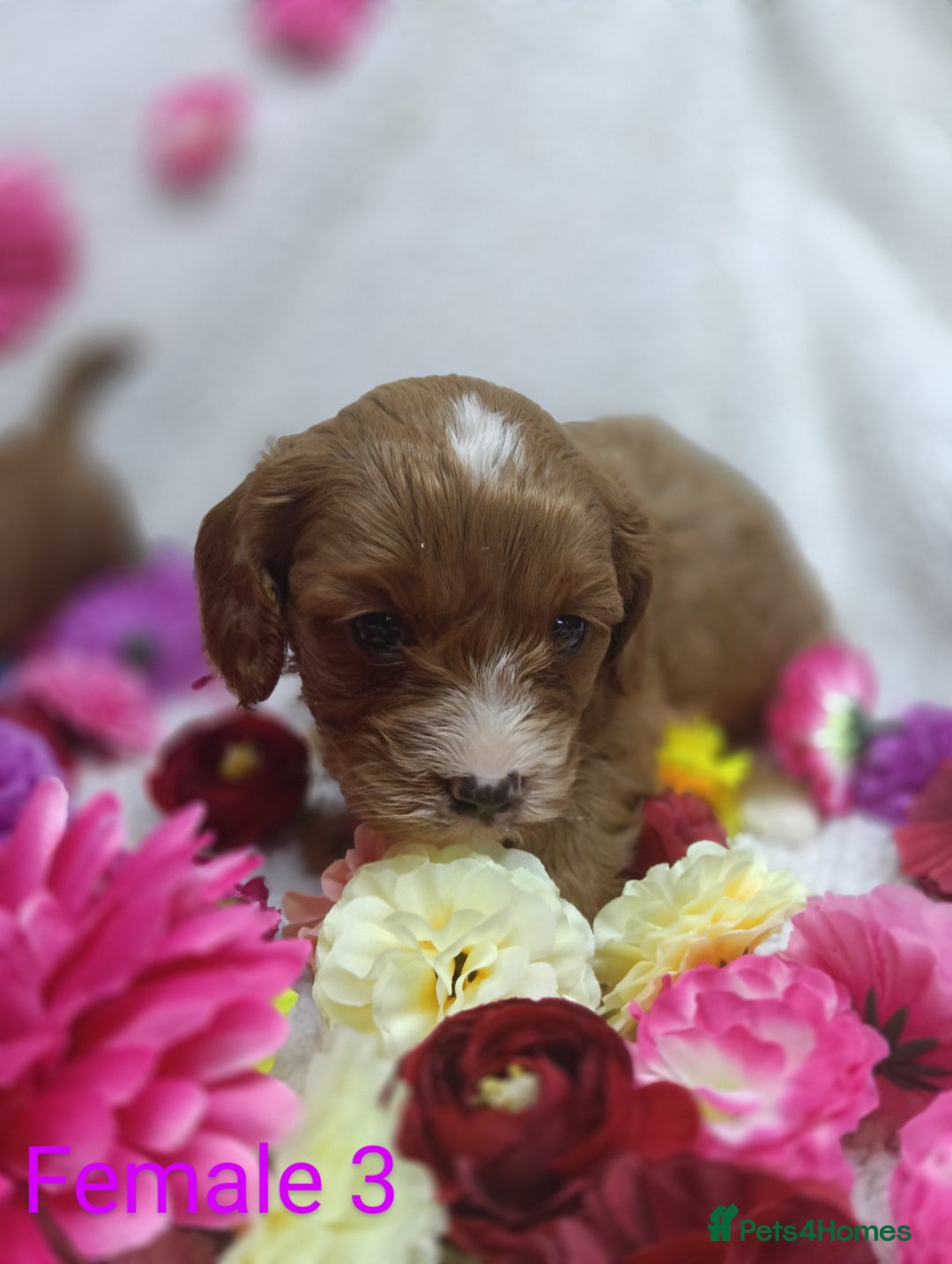 Cavapoo dogs for sale: Stunning F1 Quality Cavapoo Puppies. Dad Tested.  - Image 7