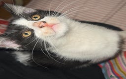 Mixed Breed cats for sale: Moomoo the freckled kitten - Advert 5