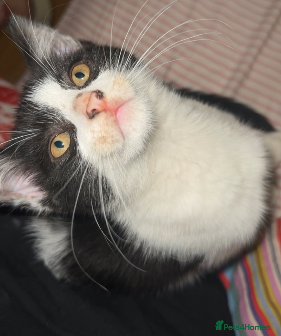 Mixed Breed cats for sale: Moomoo the freckled kitten - Advert 5