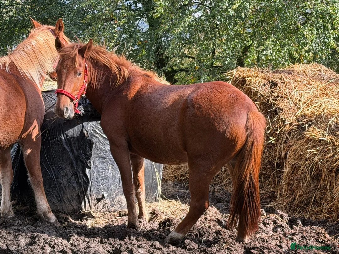 New Forest horses for sale: Home saught for the Newforest Boys  - Advert 5