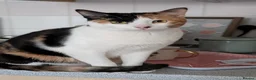 Arabian Mau cats for adoption: Female Rescue Cat for Adoption - Advert 3